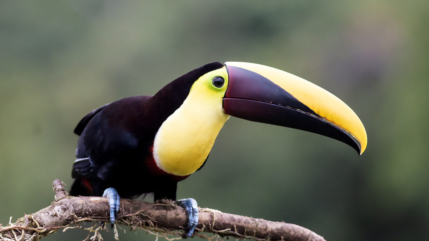 Yellow-throated Toucan